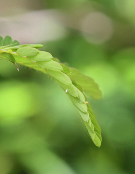 Cloudless Sulphur eggs